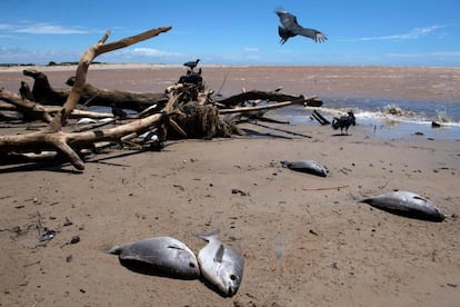 Los buitres deambulan por la arena del balneario brasileño de Atafona entre las ruinas de las últimas casas destruidas por el mar, cuyo implacable ascenso ha convertido la costa local en un paisaje apocalíptico.