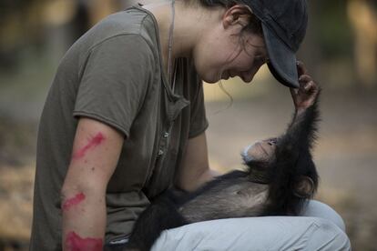 La voluntaria francesa Audrey Lenormand acomoda a Soumba sobre sus piernas, en el Centro de Conservación de Chimpancés.
