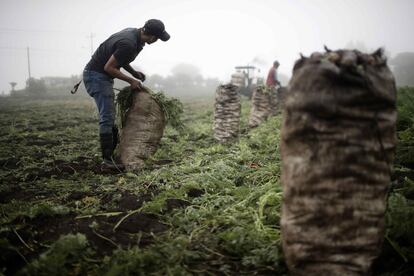 Actualmente Costa Rica, aún con todos los recursos disponibles, se encuentra muy lejos de sus países vecinos, por la falta de la mano de obra.