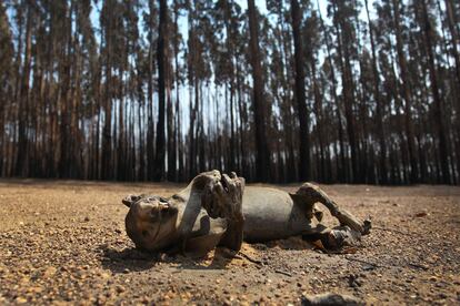 Un koala muerto en la zona devastada por los incendios forestales en la isla Canguro (Australia).
