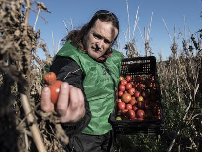 Gran parte de los productos frescos que terminan en la basura en los campos españoles se debe a razones estéticas.