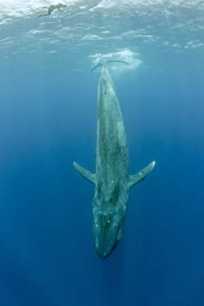 Una ballena azul en las aguas de Sri Lanka.