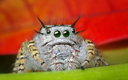 Los ojos de una 'Phidippus mystaceus', una araña saltadora.