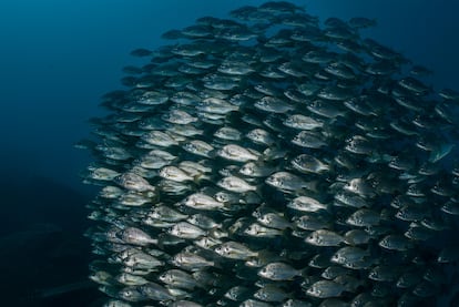 Banco de peces en las aguas del Oceáno Atlántico en Tenerife (Islas Canarias).