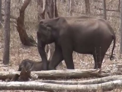 Estudo reúne episódios que mostram como os elefantes da Ásia também sofrem com o final da vida