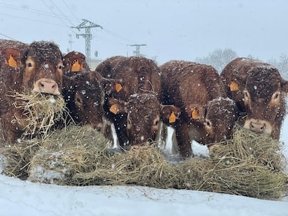 Unas vacas en Colmenar Viejo comiendo la paja que se pudo llevar hasta donde estaban