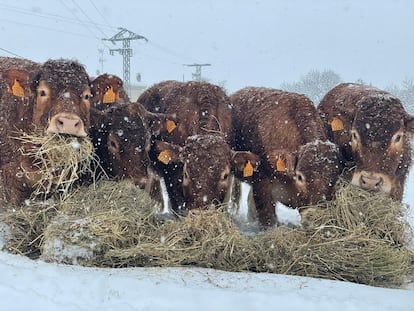 Unas vacas en Colmenar Viejo comiendo la paja que se pudo llevar hasta donde estaban