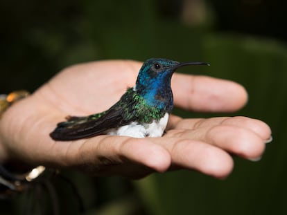 Los colibrís jacobinos de cuello blanco habitan en el centro y sur de América.