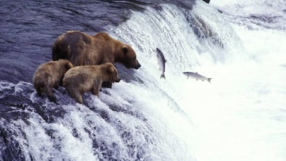 Osos pardos pescando salmón en el río McNeil, en Alaska.