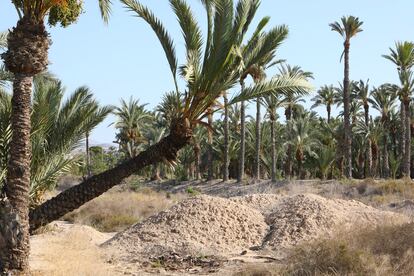 Palmeral de Elche Patrimonio de la Humanidad