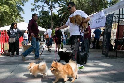 Una feria de adopción en un parque de Ciudad de México.