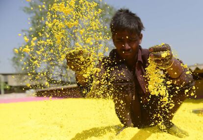 Un trabajador indio seca polvo ecologico de color antes del festival hindú Holi en una fábrica en las afueras de Ahmedabad (India).