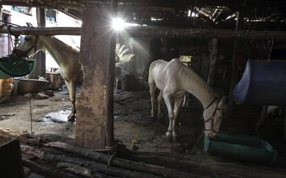 HO03 BOMBAY (INDIA) 19/03/2016.- Un caballo come en un establo en Bombay (India) el 19 de marzo de 2016. Los coches de caballos victoria ya llevan desaparecidos de las calles de Bombay un año. La conocida atracción turística fue prohibida por el Tribunal Supremo de Bombay en junio de 2015, en defensa de los animales y de acuerdo con la Ley de Prevención de Crueldad a los Animales. Estos vehículos aparecieron en la época de la reina Victoria, un remanente de la época colonial británica. Estos coloridos carruajes se utilizaban para recorrer pequeñas distancias principalmente del Taj Mahal Palace hotel o el Trident Hotel a la Puerta de la India. EFE/Divyakant Solanki