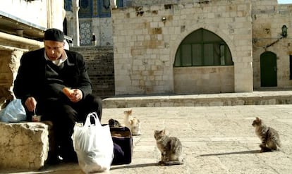 Gatos en el Domo de la Roca, en Jerusalén.