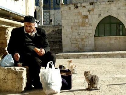 Gatos en el Domo de la Roca, en Jerusalén.