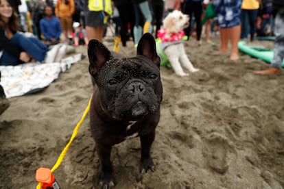 La perra Iza espera su turno para participar en el Campeonato Mundial de Surf Canino.