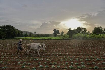 Un agricultor ara su campo utilizando un par de bueyes, en las afueras de Bangalore (India).