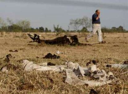 El productor Eduardo Allende camina entre vacas muertas debido a la intensa sequía.