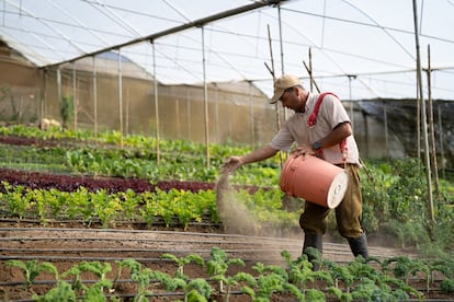 Cristian Rivera, a worker at Rinconcito Orgánico Irazú farm in Costa Rica, applies organic fertilizer