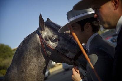 Este año el salón acoge el Campeonato del Mundo del Caballo PRE, prueba que se suma a las Copas ANCCE de Doma Clásica, Doma Clásica de Menores, Doma Vaquera, Alta Escuela, Enganches, Salto y Exhibiciones. En la imagen, un caballo fija la mirada en la cámara.