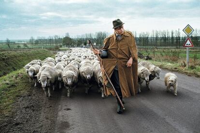 Un campesino, elegante como un dandi, camina con su rebaño de ovejas y su perro pastor en Magdeburgo, Alemania, en el año 1989. <p> CUANDO ERA un aspirante a fotógrafo me atraía un puñado de fotógrafos icónicos, pero fue el trabajo de Elliott Erwitt el que me cautivó con cada imagen. El primer libro de fotografía que tuve en mi colección fue uno suyo, <i>Son of Bitch</i> (Hijo de perra), un grupo de retratos de perros. Me lo regaló mi hermana. Al principio me llamó mucho la atención que un fotógrafo de su altura hubiese trabajado tanto sobre el tema de los perros, pero luego, allá cuando arrancaba mi carrera por la India y Afganistán, me encontré con tantos animales que empecé a retratarlos igual que a la gente que los rodeaba. Cuatro décadas después, he hecho miles de fotografías de animales, y las que aparecen en este libro son algunas de las más memorables. Quién sabe si aquella obra de Elliott presagió el interés que he tenido durante toda mi carrera por rendir tributo a las criaturas que nos acompañan en este mundo. <p> <b>Este texto (original en inglés) y las imágenes de estas páginas forman parte de Animals, de Steve McCurry, publicado por la editorial Taschen.</b>