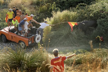 Varios participantes en un encierro en el campo en la localidad de Galápagos citan al toro con una bandera subidos en un coche.