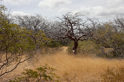 Una zona de caatinga en la comunidad de Malhada da Areia.