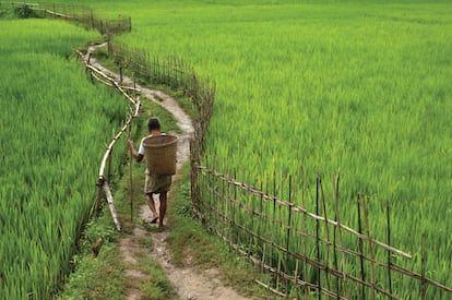 Campos de arroz, en Rangamati (Bangladés). Gran parte de la agricultura en los países intermedios como este dependen de las aguas de la región del Himalaya.