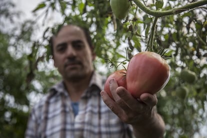 Driss Dadi muestra uno de sus tomates sembrados en la iniciativa de Huertas Acoge. Programa que permite tejer buenas relaciones entre los vecinos que interactúan para, juntos, mantener un huerto colectivo, ofrece posibilidades de autoempleo y mejora la sostenibilidad.