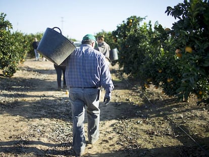 Trabajadores de una finca de naranjas en la localidad sevillana de Lora del R&iacute;o.