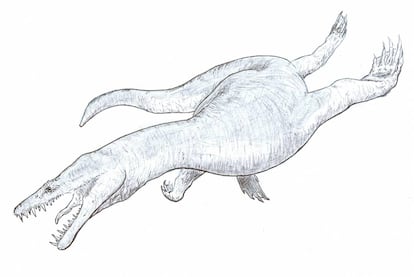 Reconstrucción de un nothosaurio, animal al que se le atribuye el fósil hallado en Ayamonte.