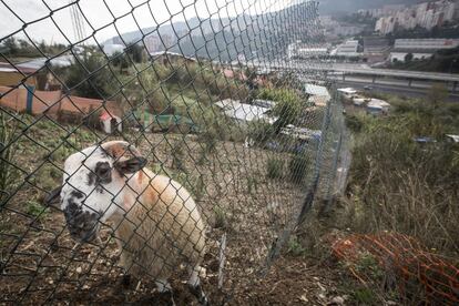 A algunes de les barraques fins i tot hi viuen animals.