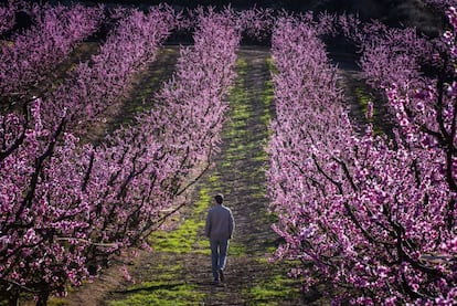 Floración de los árboles en Aitona, Lleida.