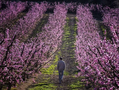 Floración de los árboles en Aitona, Lleida.