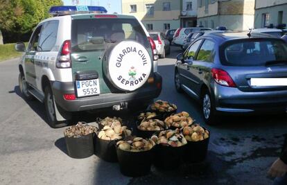 Marisco incautado en la Operación Capacho.