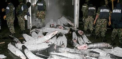 Mexican Marines open frozen sharks filled with cocaine in the Yucatán (Mexico).