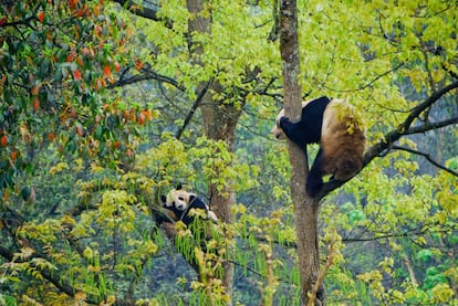 Pandas en el centro de conservación del oso panda en Bifengxia, en China.