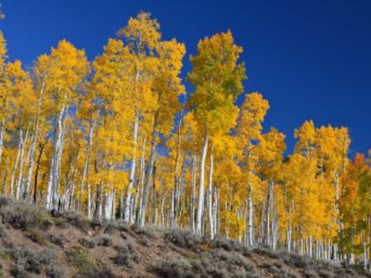 EE UU no desvela el emplazamiento de un árbol de 5.067 años para evitar que sea talado