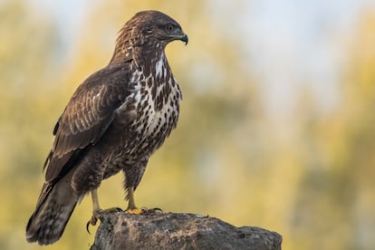 Un busardo ratonero, especie a la que se puede ver en postes en las carreteras.