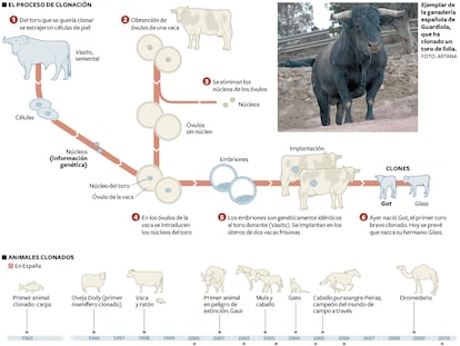 Clonación de un toro bravo