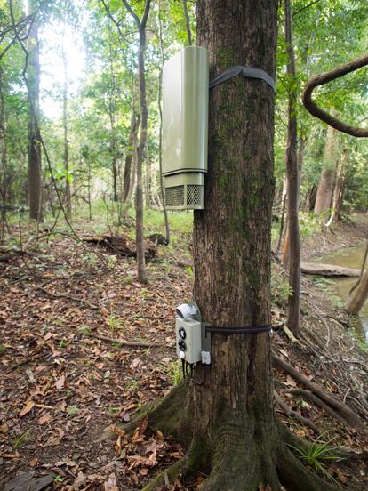 Los troncos centenarios de la Amazonía son los soportes donde cuelgan los sistemas ópticos (caja menor, en la base) y sonoros (caja mayor, parte superior).
