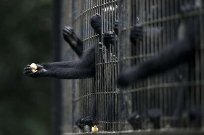 Un mono atrapa un trozo de plátano en su recinto en el zoo de Shanghái, el 12 de julio de 2014.