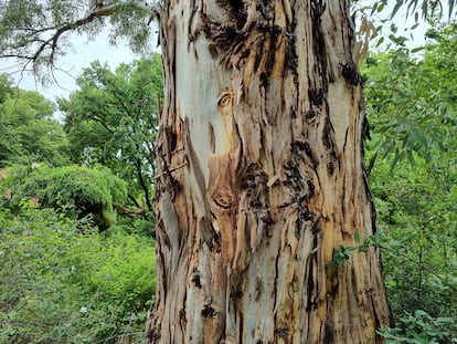 La característica corteza hecha jirones de un eucalipto en el Real Jardín Botánico de Madrid.