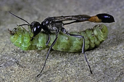 Una avispa ‘Ammophila sabulosa’ arrastrando la oruga que acaba de paralizar para poner en ella sus huevos.
