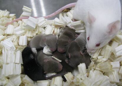 Camada de ratones engrendrados con los espermatozoides que regresaron del espacio.