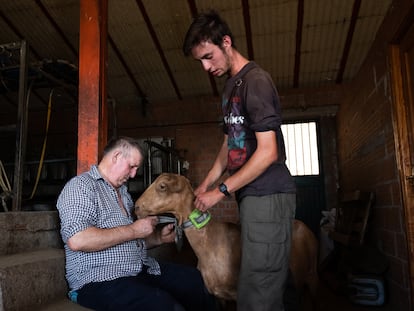 Alejandro Torralvo instala un dispositivo GPS a una de sus cabras con ayuda de su padre Florián Torralvo.