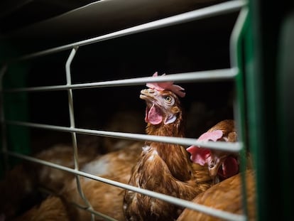 Una gallina enjaulada.