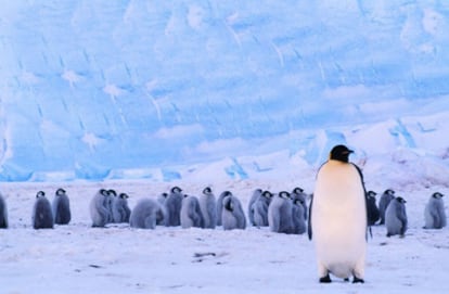 Pingüinos emperador en el mar de Weddell, en la Antártida