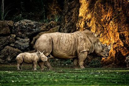 La <a href="http://descargas.turismodecantabria.com/visitasVirtuales/CABARCENO/" rel="nofollow" target="_blank">visita virtual al parque de la naturaleza de Cabárceno,</a> en Cantabria, donde cohabitan, en régimen de semilibertad, casi 120 especies animales de los cinco continentes, comienza con un plano cenital que baja en zoom hacia el recinto de las jirafas. Desde allí, el viajero virtual puede explorar la zona de los lobos, de los elefantes, los búfalos de agua, los watusis o las aves rapaces. Una buena manera de conocer un paisaje kárstico de 750 hectáreas, y una antigua explotación minera a cielo abierto.