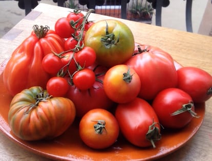 Todo el tomate que ves aquí serán recetas, hijo mío / EL COMIDISTA